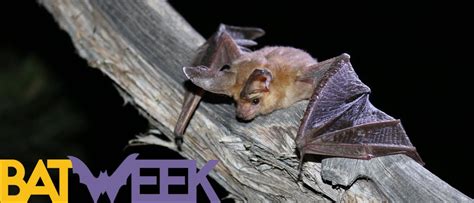 Bat Week 2022 Bats Us National Park Service