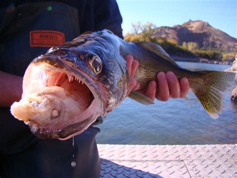 Types of fish in minnesota. Muscle-dissolving Fish Parasite Infects 26 Minnesota Lakes ...