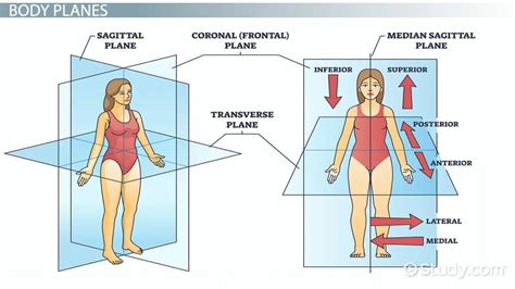 Anatomical Terminology Body Planes Positions Sections Video Lesson Transcript Study Com