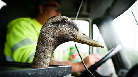 Trucker Welcomes New Duck In His Truck