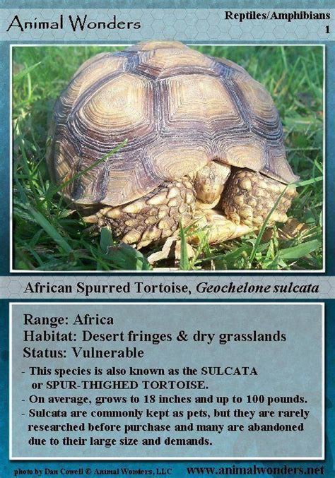 What To Feed Your Tortoise To Keep Them Healthy Tortoises Sulcata