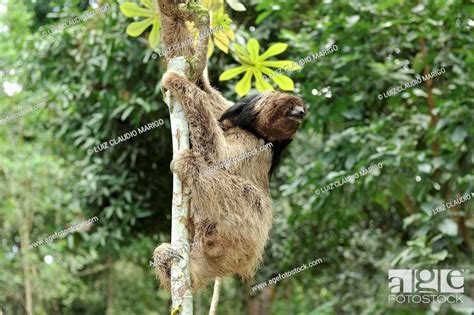 Maned Three Toed Sloth Bradypus Torquatus An Endangered Species