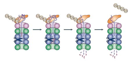 The proteasome is a whole different thing. The proteasome 1: a crucial structure of protein degradation