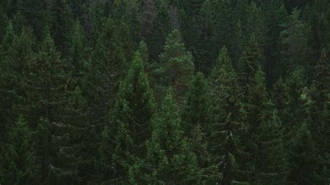 Wallpaper Spruce Trees Forest Hd Picture Image