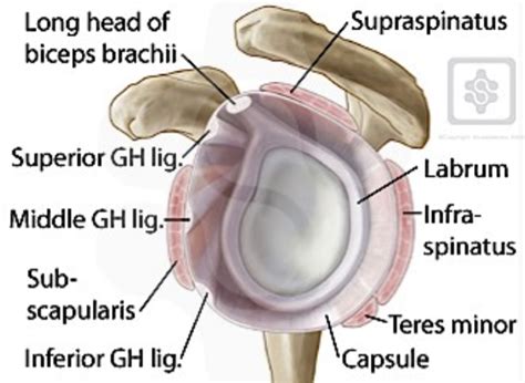 It could be a torn labrum. Shoulder Instability | 321GOMD