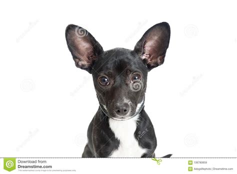 Closeup Black Chihuahua Dog On White Stock Image Image Of Background
