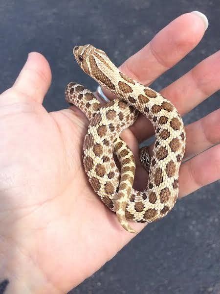 Cat litter, dog litter, wild bird food, live & frozen food. Check out our caresheet for western hognose snakes ...