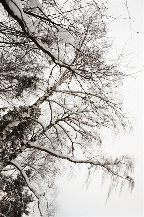 Branches Of Birch Trees Covered With Snow Against The Sky Stock Image