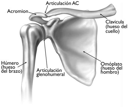 Artritis Del Hombro Arthritis Of The Shoulder Orthoinfo Aaos