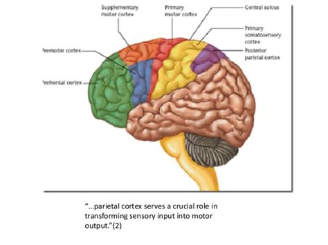 Posterior Parietal Cortex