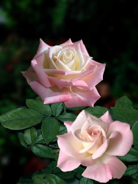 ️♫ Romantic Pink Rose X ღɱɧღ Beautiful Flowers Rose Flower