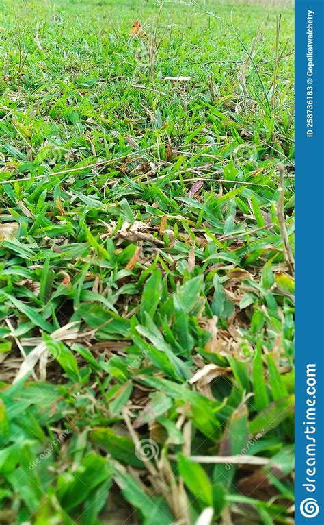 Tropical Carpet Grass Field Texture Stock Image Image Of Soil Branch