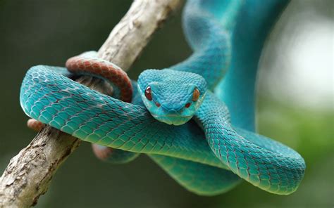 Check spelling or type a new query. Blue Vipers Snake 5K Wallpaper | HD Wallpapers