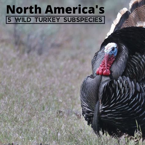 The 5 Wild Turkey Subspecies In North America With Photos Wild