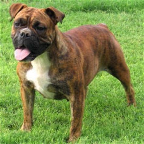 Dog love puppy love valley bulldog cute puppies dogs and puppies dog breeds pictures dog valley bulldog puppy. Valley Bulldog Puppy & Valley Bulldog Breed Information