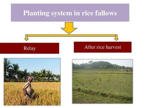 Ifpr Introducing Pulses In The Rice Fallow Areas Mapping Ecologic