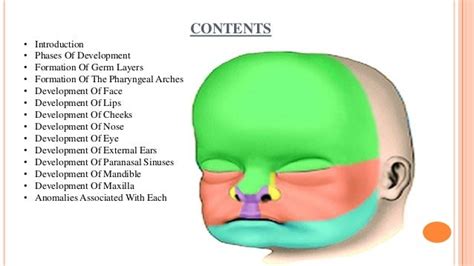 Development Of Face Paranasal Sinus
