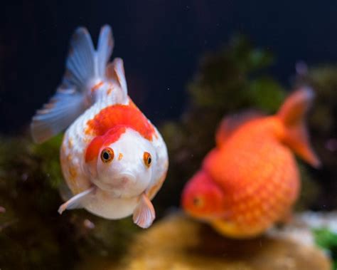 Pearlscale Goldfish 7cm 10cm