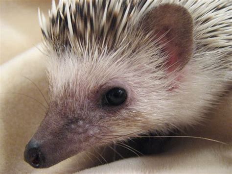 How To Care For Pet Hedgehogs The Basics Hedgehogs As Pets