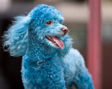 Funny Blue Poodle Dog Photos 2012 Funny And Cute Animals