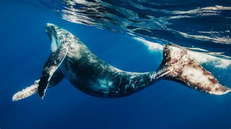 127 Curiosidades De Las Ballenas ¡el Animal Mas Grande