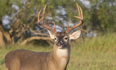 White Tailed Deer Species Information Feed That Game
