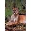 Puma / Florida Panther Concolor Couguar Portrait USA 