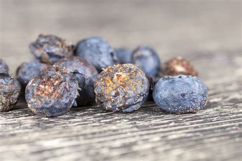 Rotten Spoiled Blueberries Stock Image Image Of Fungus 125123801