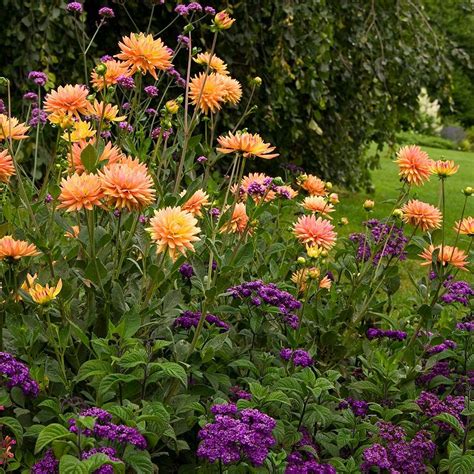 Karma pink corona 'dahlia, polumaktusi dahlias. Dahlia Karma Corona® | White Flower Farm