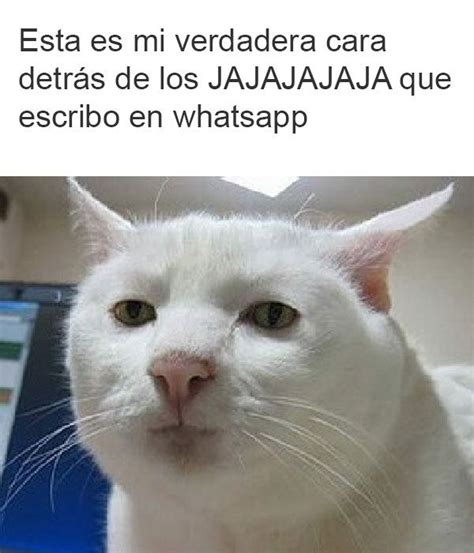 15 Memes De Gatos Y Perros Que Te Harán El Día Cute Memes Funny Jokes