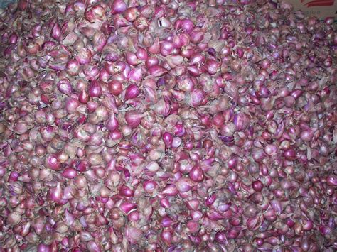 Jun 22, 2021 · berikut lima tips menanam herbal dalam wadah: CARA MENANAM / BUDIDAYA BAWANG MERAH DI MUSIM PENGHUJAN ...