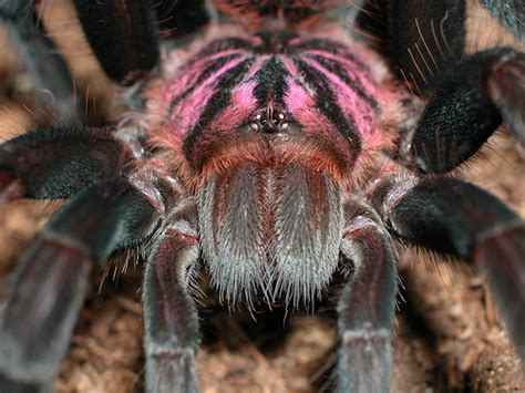 Es gilt als die giftigste spinne der welt und als eines der gefährlichsten tiere australiens. Phoneutria nigriventer wahrsch giftigste Spinne der Welt ...