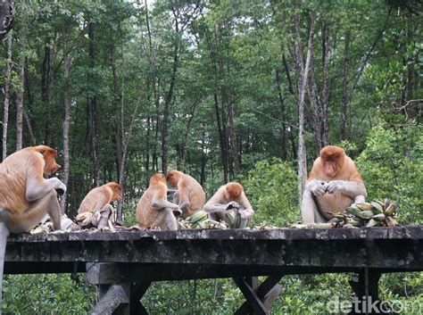 Berita Dan Informasi Primata Asal Indonesia Terkini Dan Terbaru Hari