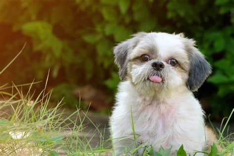 Do Shih Tzus Shed A Guide To Grooming Low Shedding Dogs