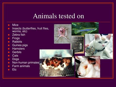 Ppt Animal Testing Powerpoint Presentation Free Download Id4581660