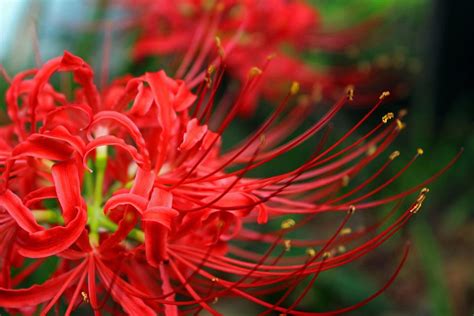 20 Loài Hoa đẹp Nhất Thế Giới Số 3 ở Việt Nam Mọc đầy