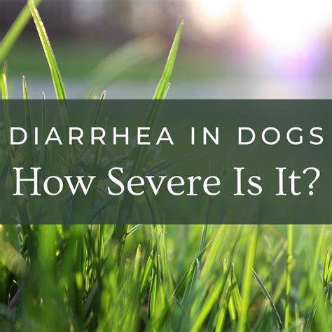 How To Stop Diarrhea In Dogs 3 Home Remedies Pethelpful