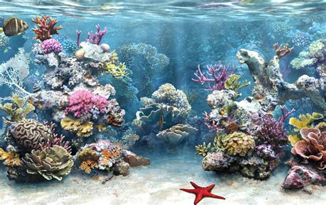 Sea Life Photo Marine Life Tank Wallpaper Aquarium Backgrounds