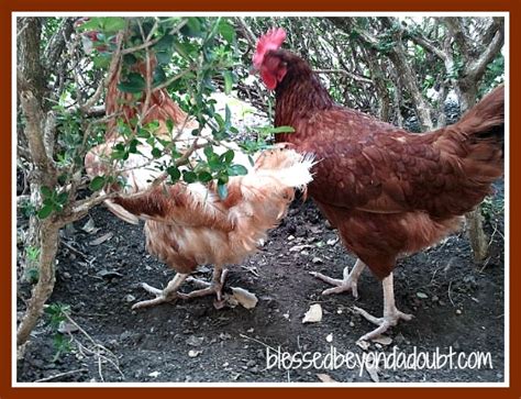 Raising backyard chickens has gone from country bumpkin status to hipster chic. Raising Chickens In Your Backyard - TOP 10 Reasons ...
