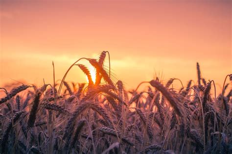Free Stock Photo Of Abendstimmung Agriculture Back Light Goldposter