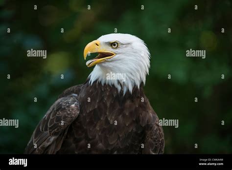 American Eagle Hi Res Stock Photography And Images Alamy