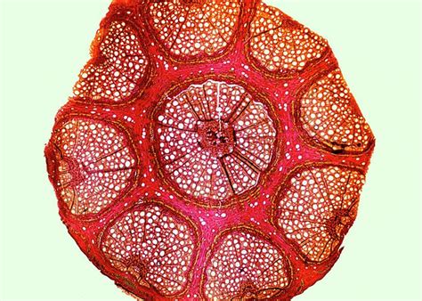 Xylem Plant Cells Sem Greeting Card For Sale By Dr David Furness