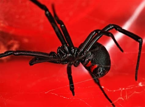 The black widow spider gets its name from the erroneous belief that the female spider kills the male after mating. Black Widow Spider | Catseye Pest Control