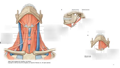 Hyoid Muscles Diagram Quizlet