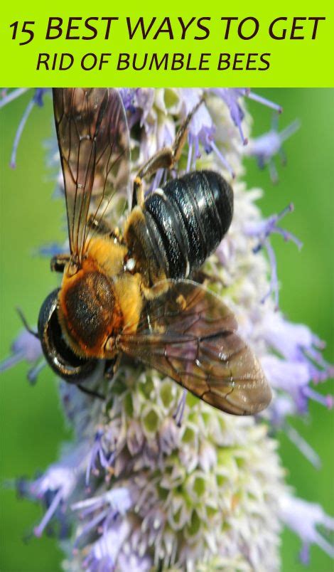Though carpenter bees can drill into wood items, they cannot dig into steel wool. Natural Ways to Get Rid of Bumble Bees | Bee, Wood bees ...