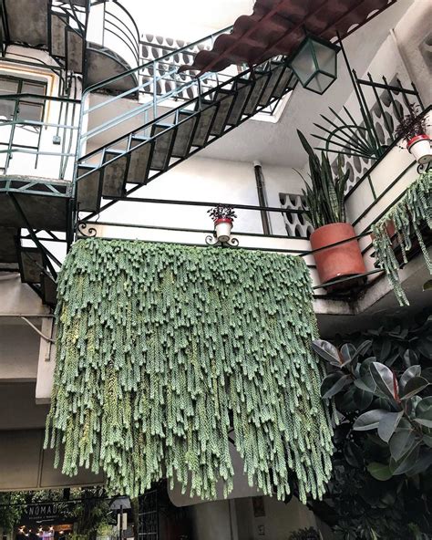 Sedum Donkeys Tail Succulent In 2020 Hanging Plants Indoor Plants