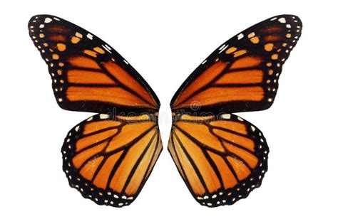 Monarch Butterfly Wing Stock Photo Image Of Beuty Milkweed 46587964
