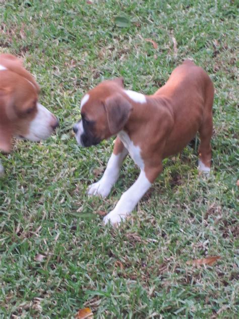 9 Week Old Boxer Question Boxer Forum Boxer Breed Dog Forums