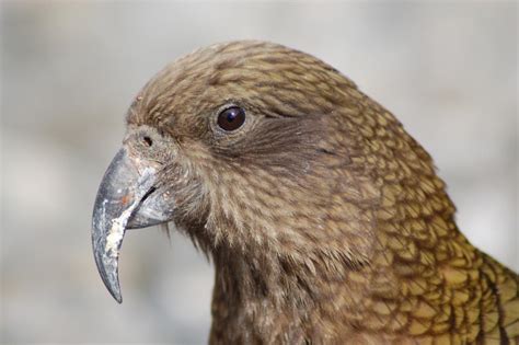 Kea New Zealand Birds Online