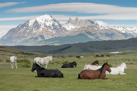 Premium Photo Horses In Field Torres Del Paine National Park